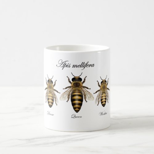 European honey bee Apis mellifera Coffee Mug