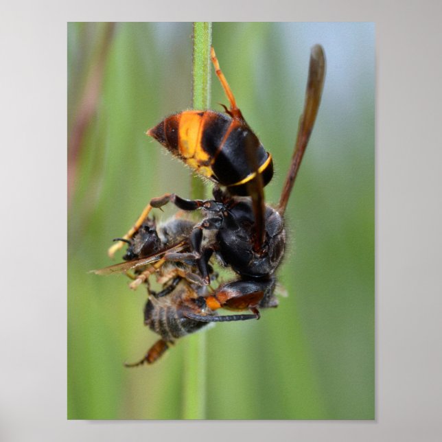 European hornet eating bee poster (Front)