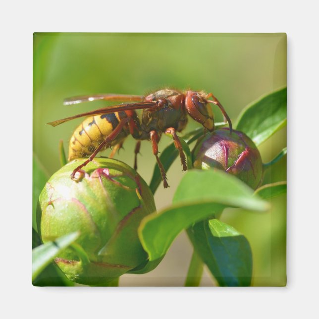 European hornet on bud flower  magnet (Front)