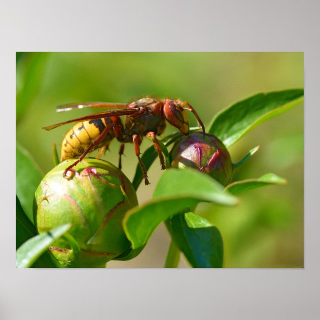 European hornet on bud flower poster (Front)