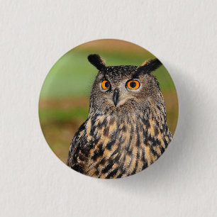 European Owl Bird Button