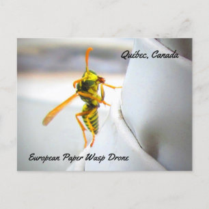 European Paper Wasp (Polistes dominula) Drone Postcard