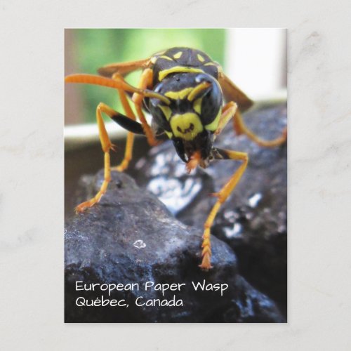 European Paper Wasp Polistes dominula Postcard