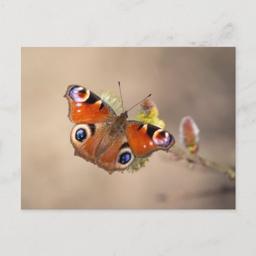 European peacock butterfly postcard