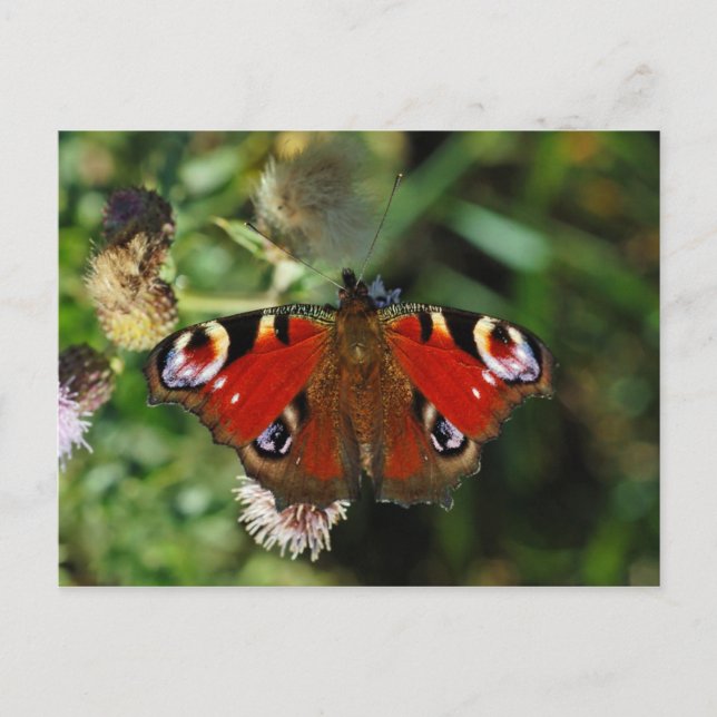 European peacock caterpillar butterfly postcard (Front)