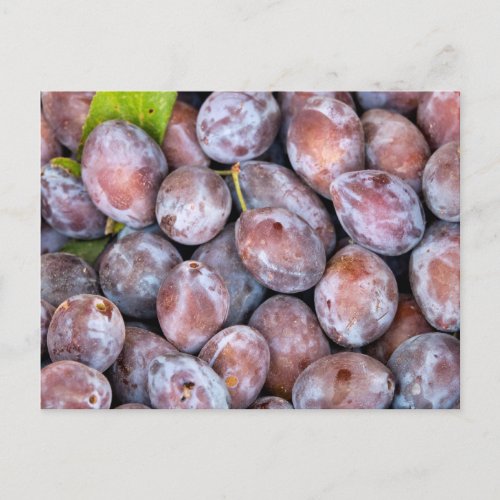 European plums postcard