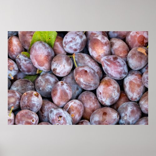 European plums poster