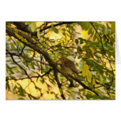 European robin (Front Horizontal)