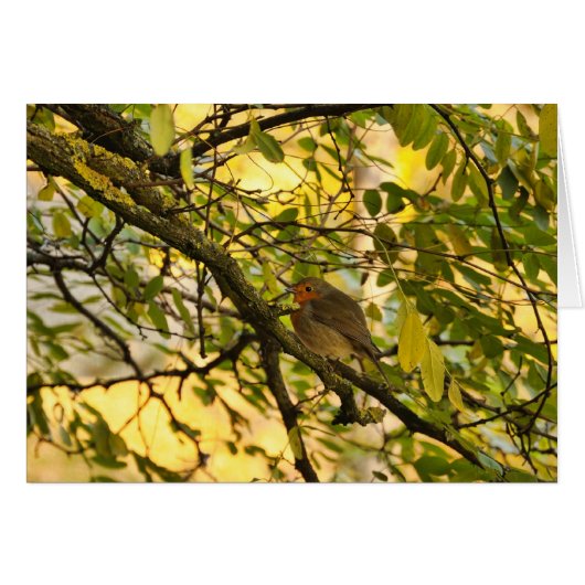 European robin (Front Horizontal)