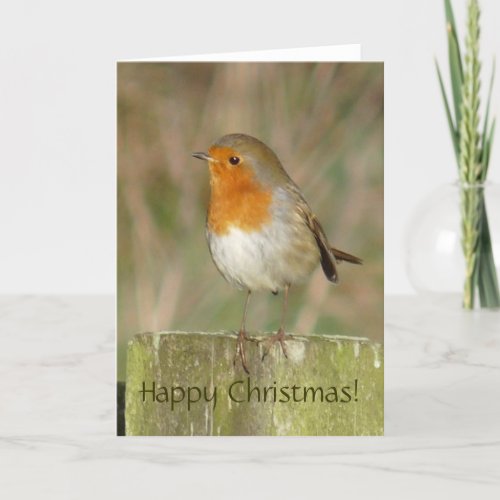 European Robin Christmas Card