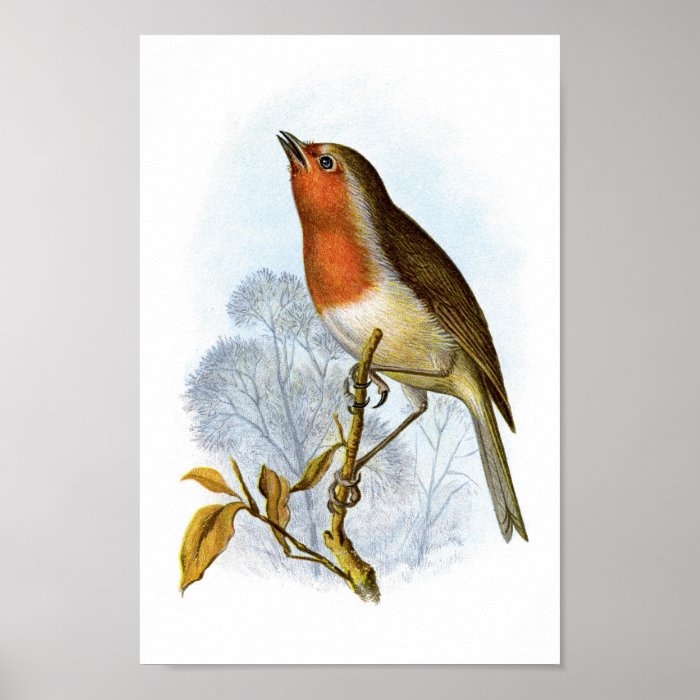 European Robin   Erithacus rubecula Print