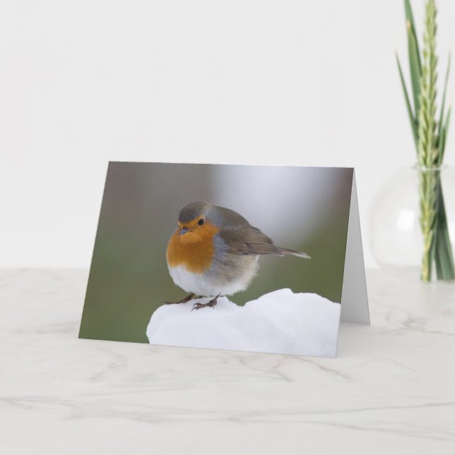 European Robin in snow cards (Front)