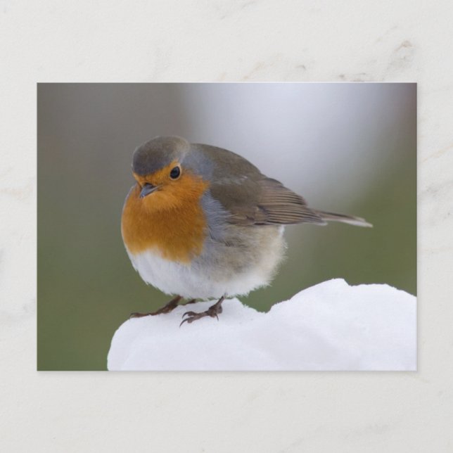 European Robin in snow posstcard Postcard (Front)