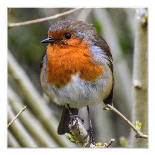 European Robin  Photo Print