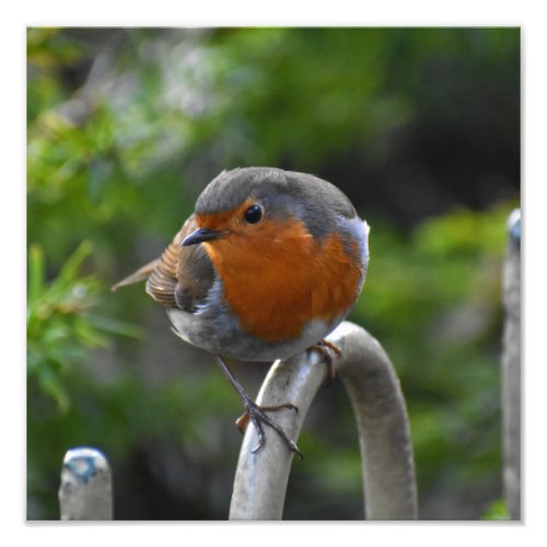 European Robin  Photo Print