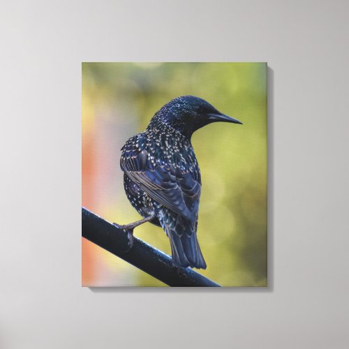 European Starling  Canvas Print