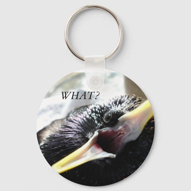 European Starling Keychain (Front)