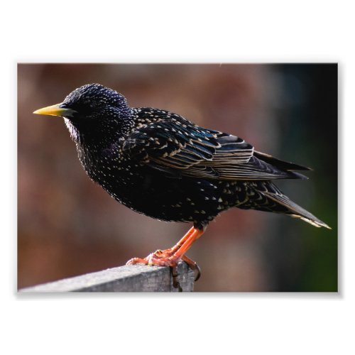 European Starling  Photo Print