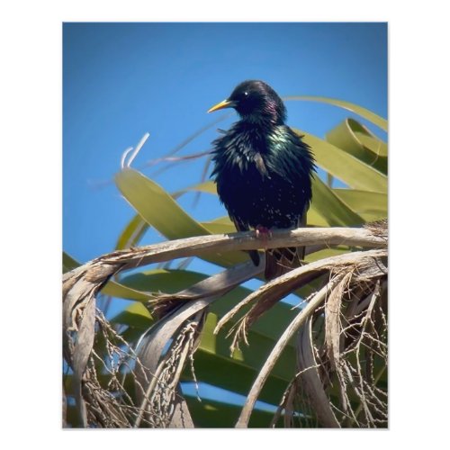 European Starling Photo Print