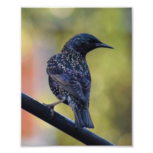 European Starling  Photo Print