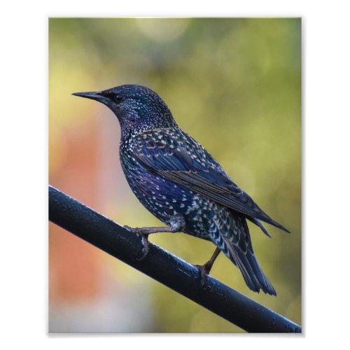 European Starling  Photo Print