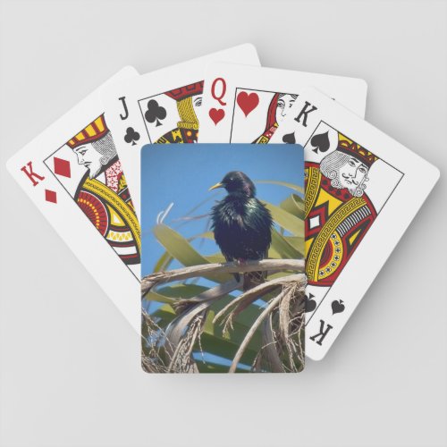 European Starling Playing Cards