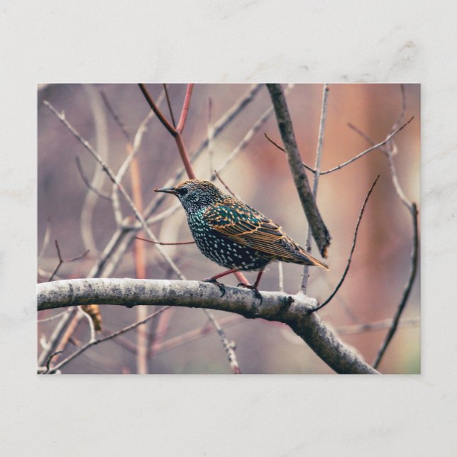 european starling postcard (Front)
