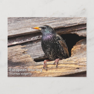 European Starling Postcard