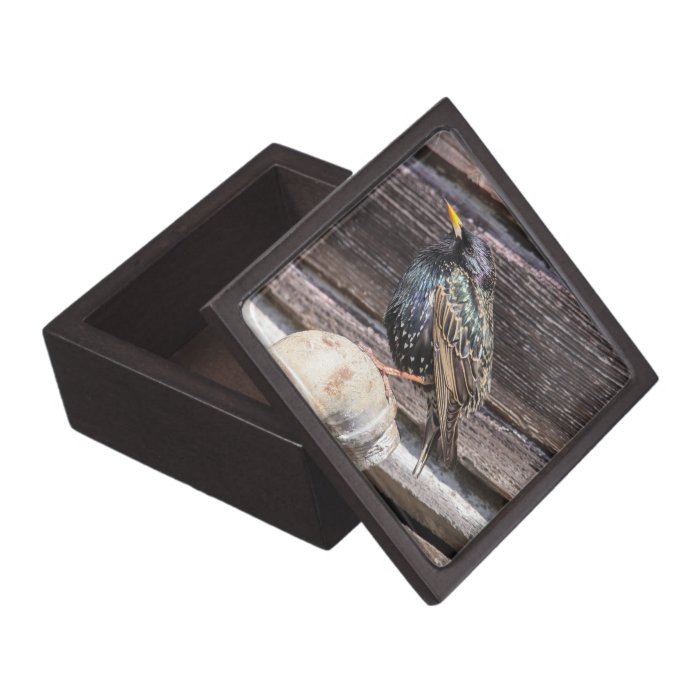 European Starling Premium Gift Box