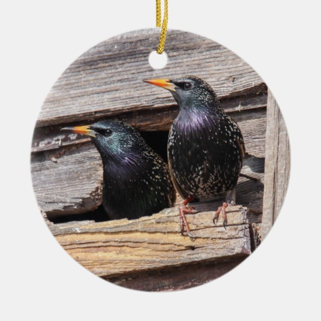 European Starlings Ceramic Ornament (Front)