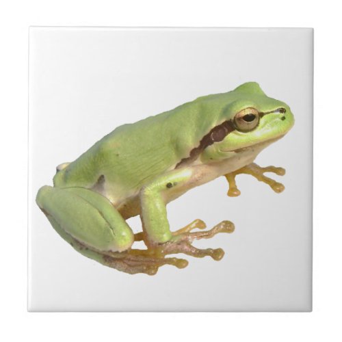 European Tree Frog Ceramic Tile