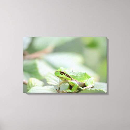 European tree frog in green canvas print