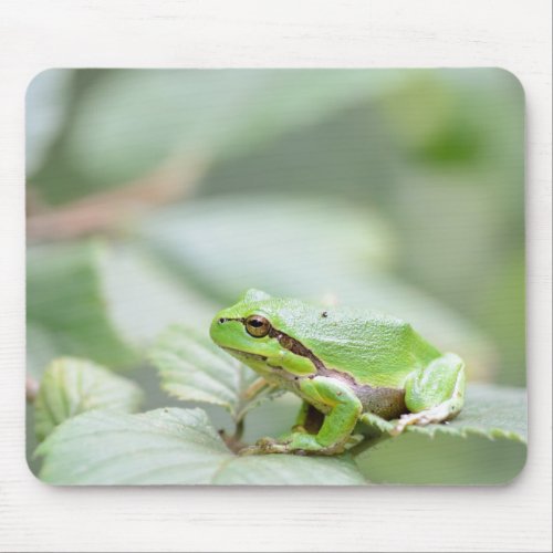 European tree frog in green mousepad