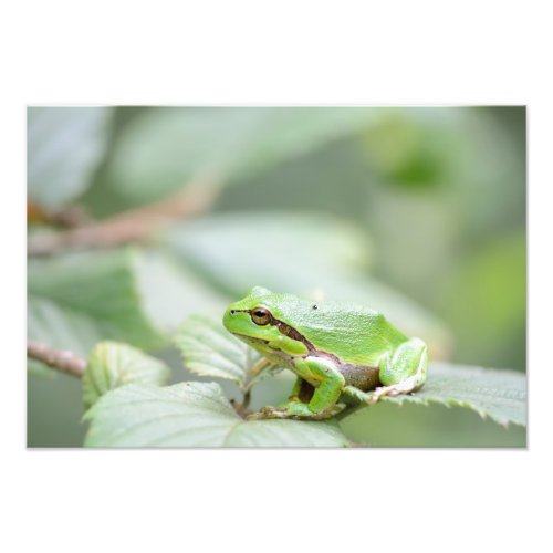 European tree frog in green photo print