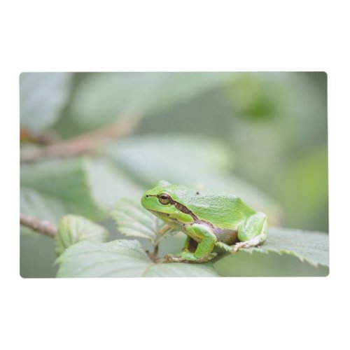 European tree frog in green placemat