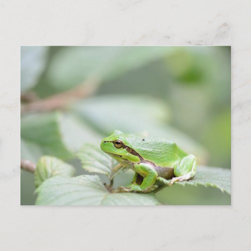 European tree frog in green postcard