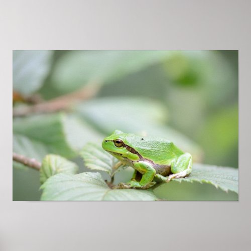 European tree frog in green poster