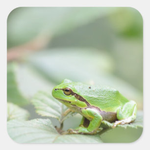 European tree frog in green sticker