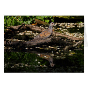 European turtle dove cards