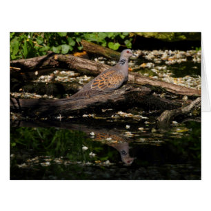 European turtle dove cards