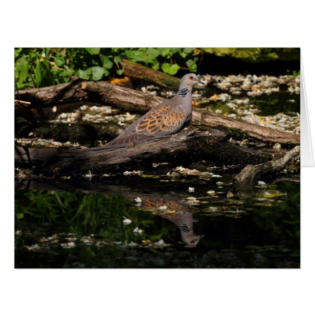 European turtle dove cards (Front Horizontal)