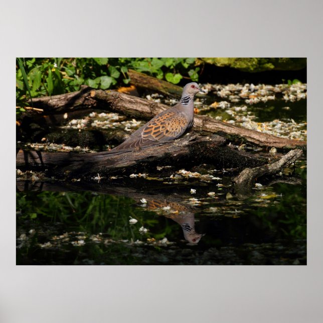 European turtle dove poster (Front)