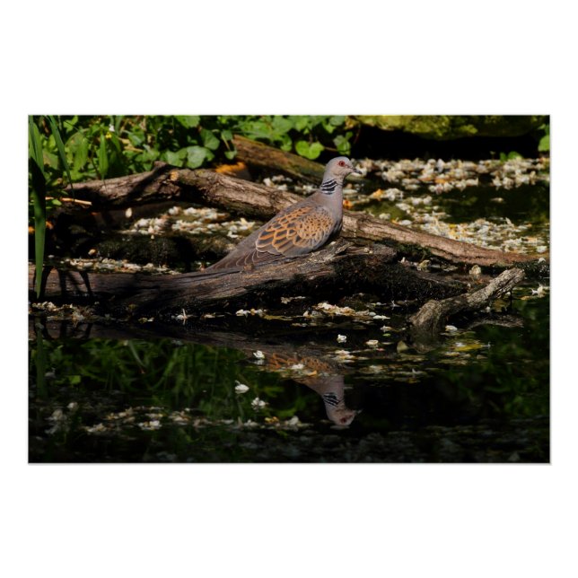 European turtle dove poster (Front)