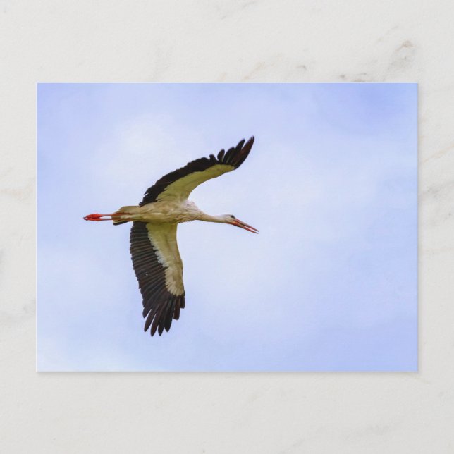 European white stork postcard (Front)