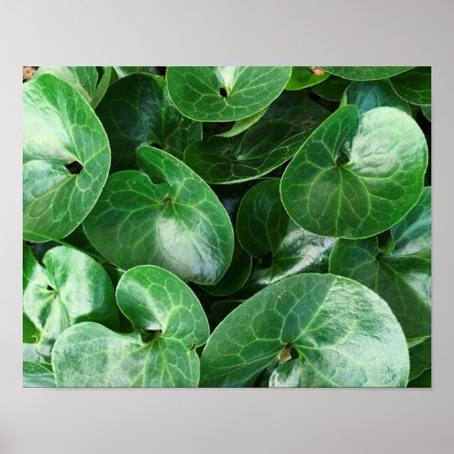 European Wild Ginger Glossy Green Leaves Close Up Poster
