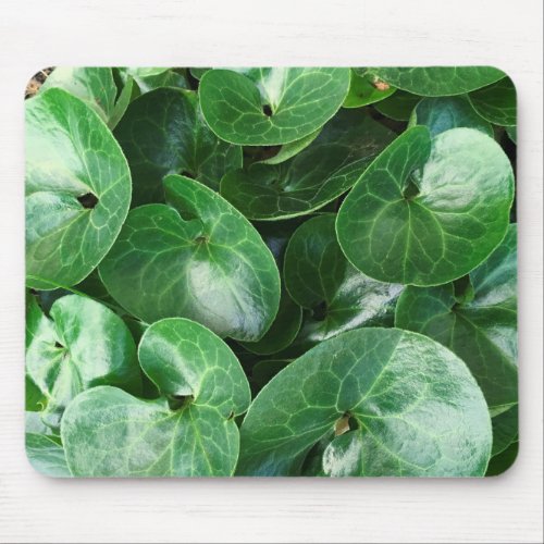 European Wild Ginger Glossy Leaves Close Up Photo Mouse Pad