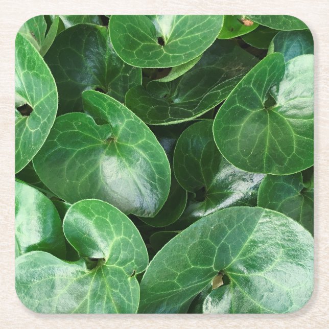 European Wild Ginger Glossy Leaves Close Up Photo Square Paper Coaster (Front)
