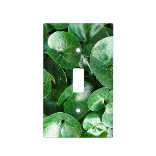 European Wild Ginger Green Glossy Leaves Close Up Light Switch Cover