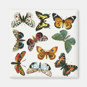 Europe's Best-Known Butterflies and Moths Collage Magnet