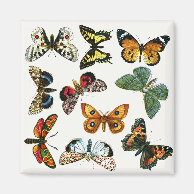 Europe's Best-Known Butterflies and Moths Collage Magnet (Front)